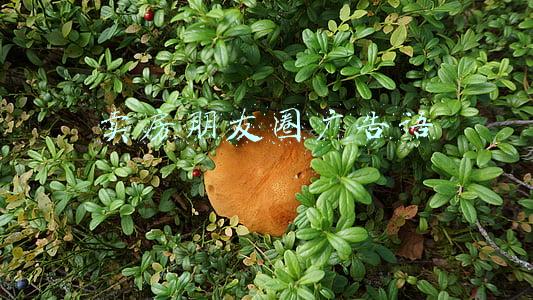 卖房朋友圈广告语(这样发更吸引人注意)(你中招了么？卖房销售的这些话术，全都是“套路”)