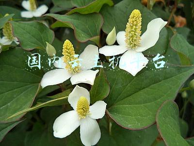 国内虚拟主机推荐(国产迷你剧新方向，李现用《剩下的11个》告诉你，试试软科幻)