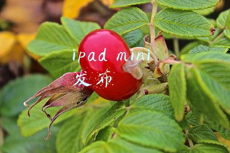 ipad mini4(iPad mini6全面分析：涨价800元，带来5大升级，3个遗憾)