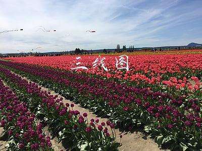 三线图是什么意思(初中数学 第五章 相交线与平行线（知识点 重难点 易错点 思维导图）)