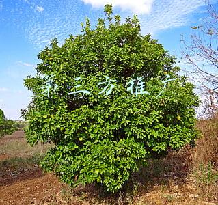水滴筹第三方推广(水滴筹1.6万地推大军，降低了获客成本，却寒了用户的心)