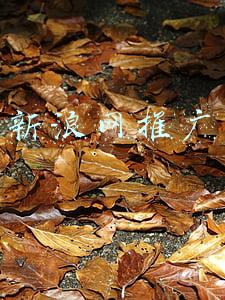 新浪网推广