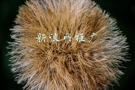 新浪博客seo(活学活⽤SEO，轻松玩转新浪博客的精准流量引流)