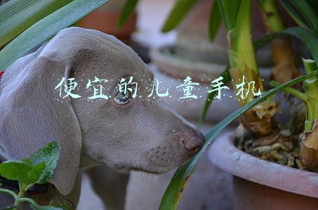 便宜的儿童手机