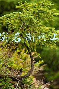 手机实名制网上办理