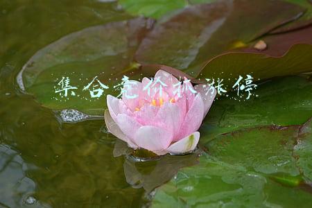 集合竞价抓涨停选股公式(集合竞价抓涨停板绝技的秘密，手把手教你抓涨停牛股，看到即赚到)