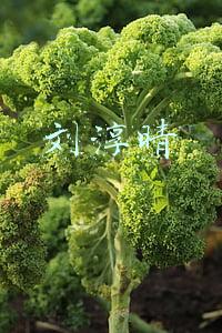 刘淳晴现任(山中出美人！看这14位云贵女星，个个水灵火辣有个性，低调有实力)