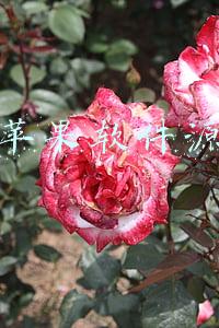 苹果软件园(苹果总部“撞楼”山东软件园 盘点那些年被冤作抄袭的建筑)