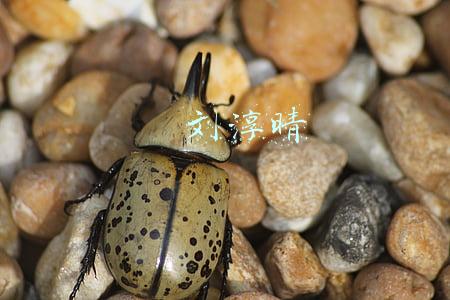 刘淳晴(刘淳晴：爱上仙儿杨丽萍，从为要孩子离婚到释然，谁改了谁？)