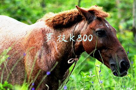 罗技k800键盘(大坑和无敌手感并存，20年真爱粉细说罗技旗舰键盘鼠标)