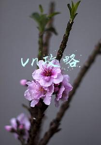 vn攻略