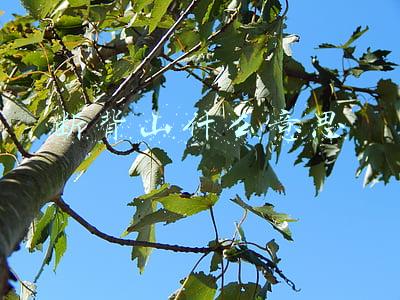 断背山什么意思