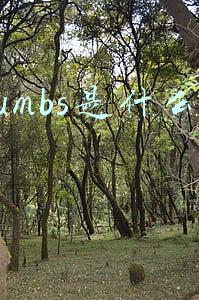thumbs是什么文件