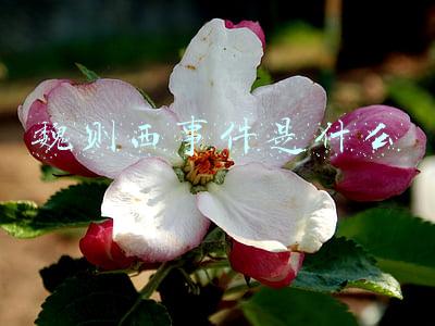 魏则西事件是什么