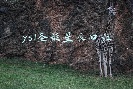 ysl星河限定口红(这个双11杭州人最喜欢买的居然是…哈哈哈！天猫双11官方爆款清单曝光)