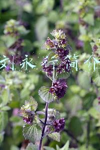 刘永行简介