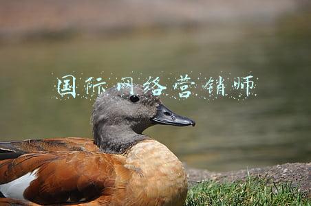 高级互联网营销师(迈豹传媒：互联网营销师VS全媒体运营师)