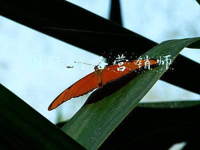 国际网络营销师