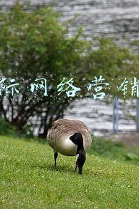 网络营销工程师(网络营销师证拿到有什么用？网络营销师证得到国家认可吗？)