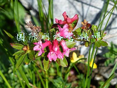 国际网络专线价格(中国联通国际精品互联网专线来了)