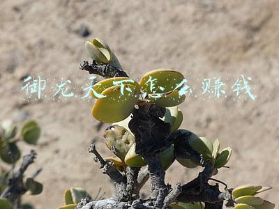 御龙天下怎么赚钱