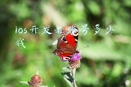ios企业账号价格(苹果开发者企业账户申请-2021)