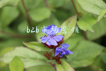 b2b市场营销理论(《获客》｜B2B企业如何实现持续营销增长)