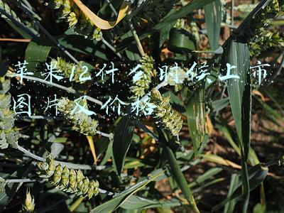 苹果12什么时候上市图片及价格最新(3199 元起，小米 12 系列发布：正式对标苹果)