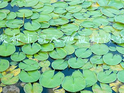 都市丽人加盟优势(加盟商反杀都市丽人？)