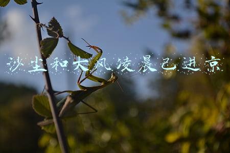 沙尘和大风凌晨已进京