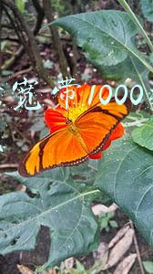 电信宽带1000兆多少钱