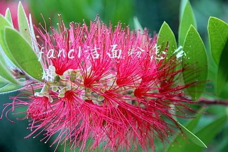 fancl洁面粉怎么用