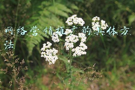 网络营销推广策划的步骤是什么(关于网络推广计划书的方案)