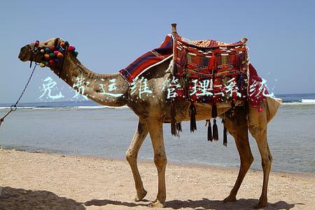 软件运维服务(服务网格 ASM 年终总结：最终用户如何使用服务网格？)