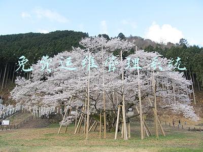 运维服务台(运维智能服务台的探索和实践)