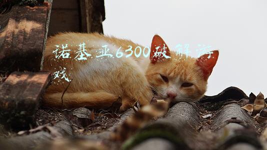 诺基亚6300复刻版(诺基亚两款复刻机亮相！6300和8000 4G版正式上市)