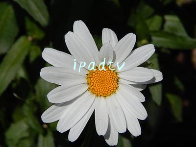 ipadtv