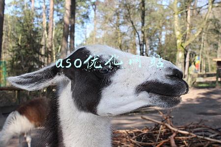 aso优化什么意思(ASO是什么意思？（掌握它月薪轻松过万）)