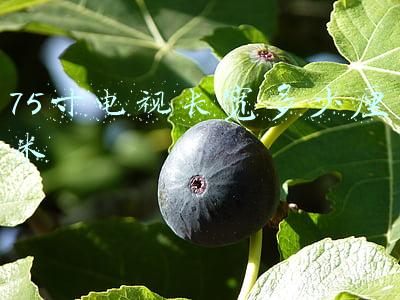 75寸电视长宽多少厘米图片(「必买」5369元起跳！75英寸大屏品质之选)