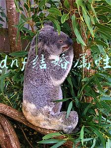 dnf结婚属性怎么弄满(DNF：永久提升角色10%属性，利用游戏活动轻松完成)