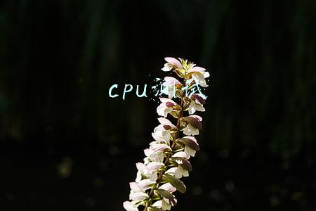 cpu测试