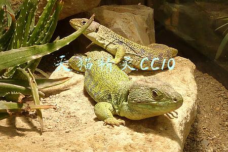 天猫精灵cc10评测(让陪伴不再受制于距离，天猫精灵智慧屏V10全体验)