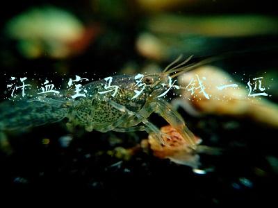 汗血宝马多少钱一匹