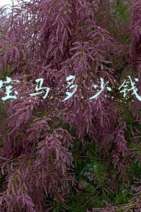 汗血宝马多少钱一匹