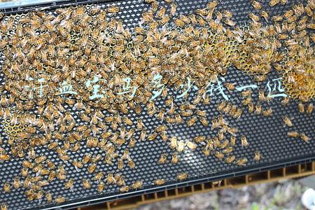 汗血宝马多少钱一匹 汗血宝马多少钱一匹