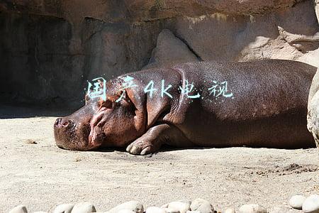 国产4k电视