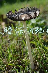 黑暗深渊地图走法(魔兽副本介绍——黑暗深渊)