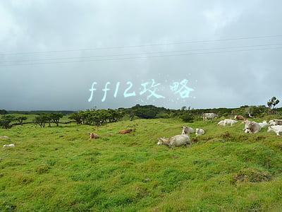 ff12攻略主角转什么(FF 自查：确认贾跃亭发挥更重要作用，原董事长因治理问题辞职)