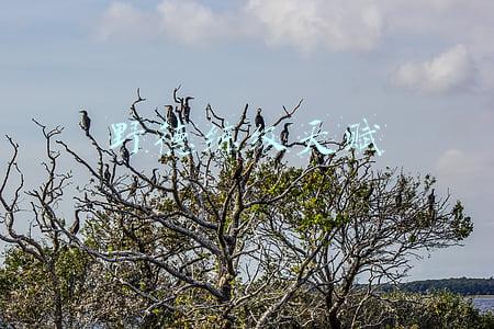 野德练级天赋 野德练级天赋