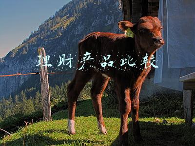 理财产品比较